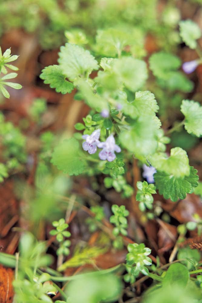 トラや工房周辺の散策路に咲く花