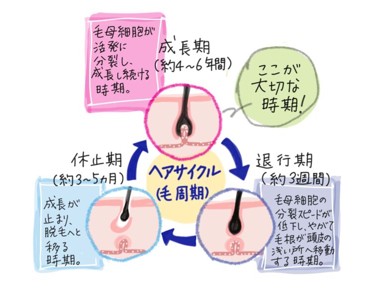 ヘアサイクル（毛周期）