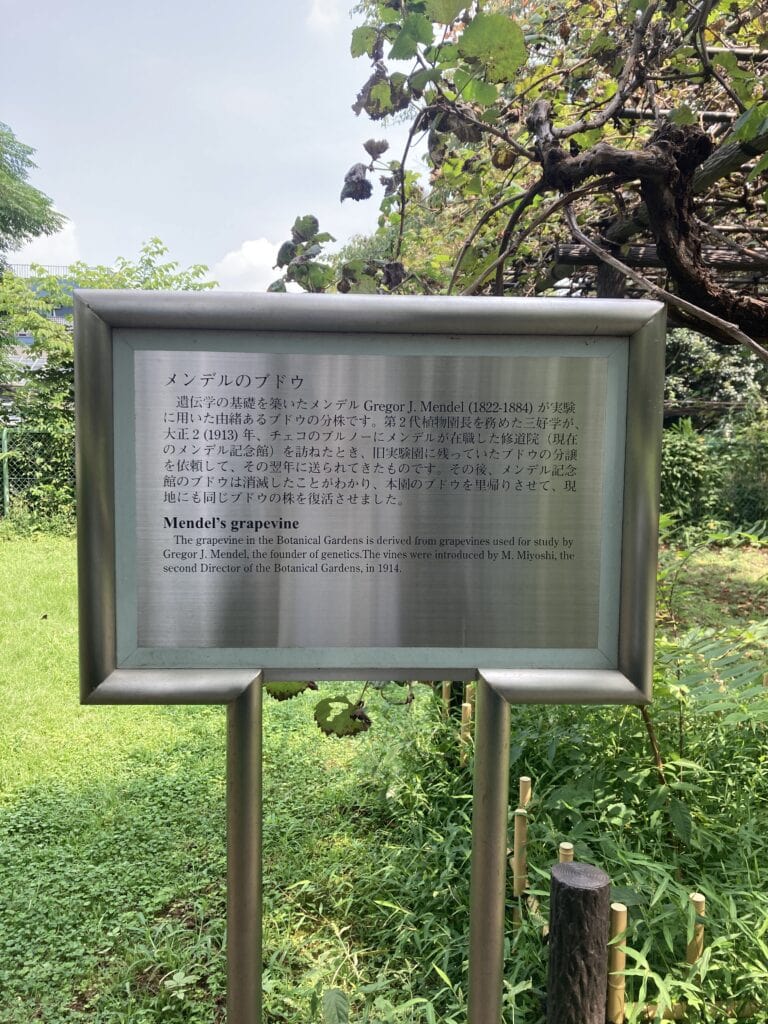 小石川植物園　メンデルのブドウの看板