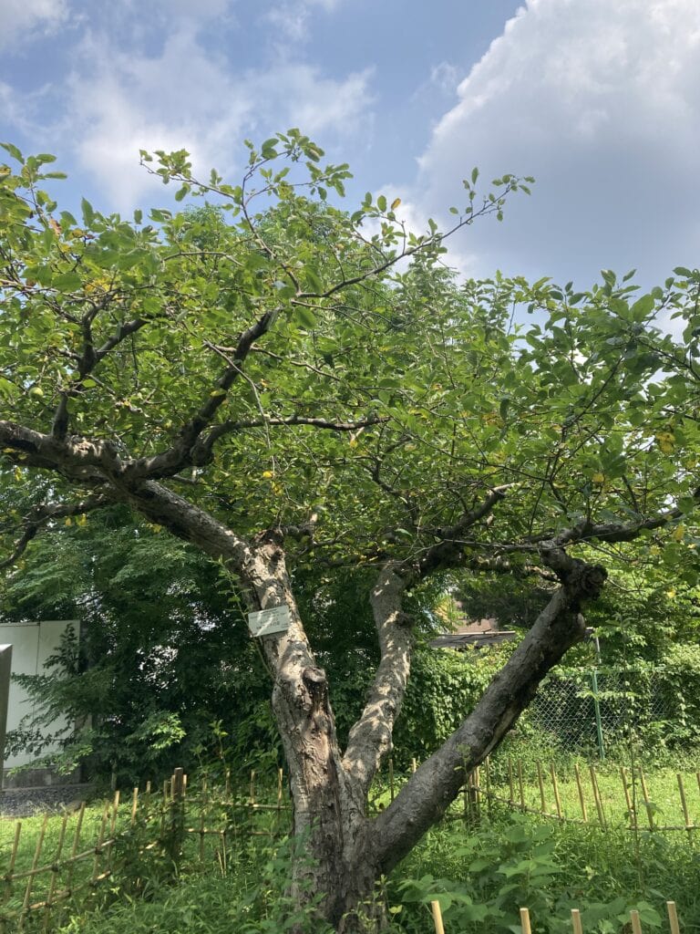 小石川植物園　ニュートンのリンゴ