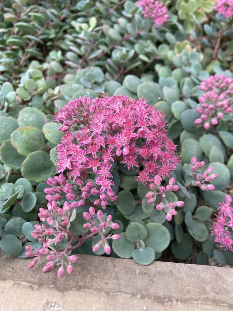 小石川植物園　高山植物