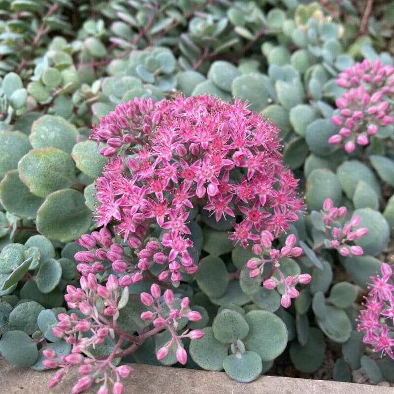 都会の癒しスポット！「小石川植物園」の楽しみ方5選【編集部のハマりもの】