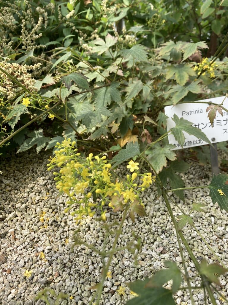 小石川植物園　高山植物