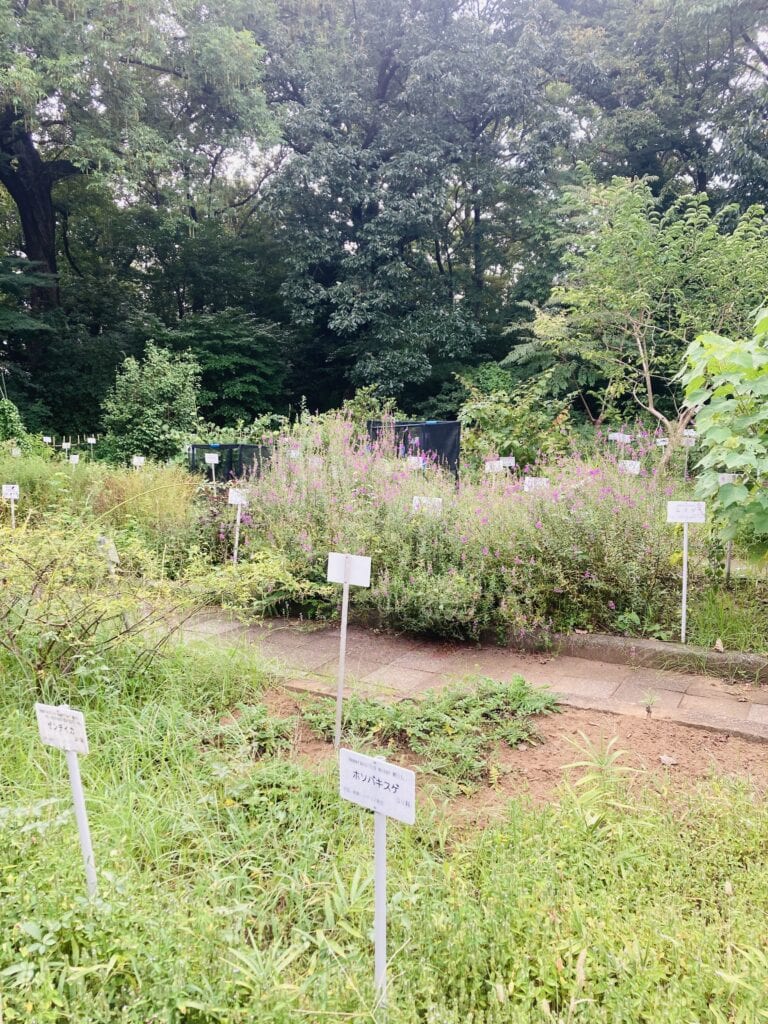 小石川植物園　薬園保存園