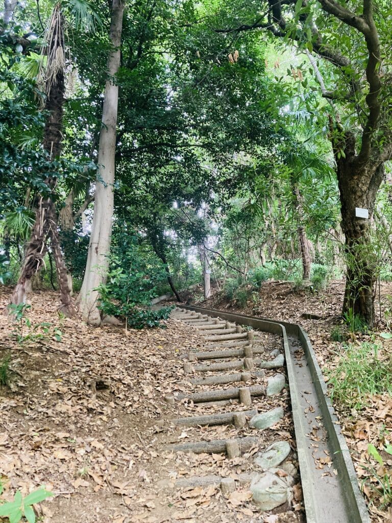 小石川植物園　山道