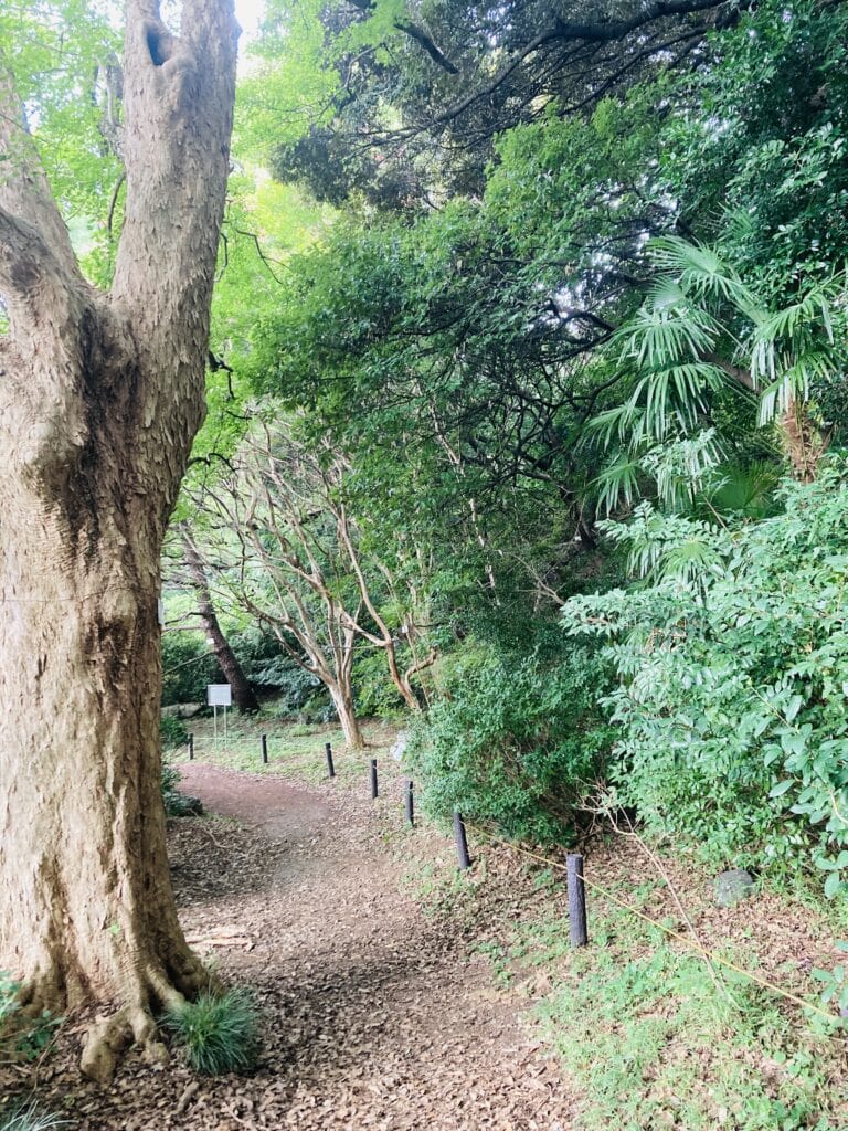 小石川植物園　平らな道