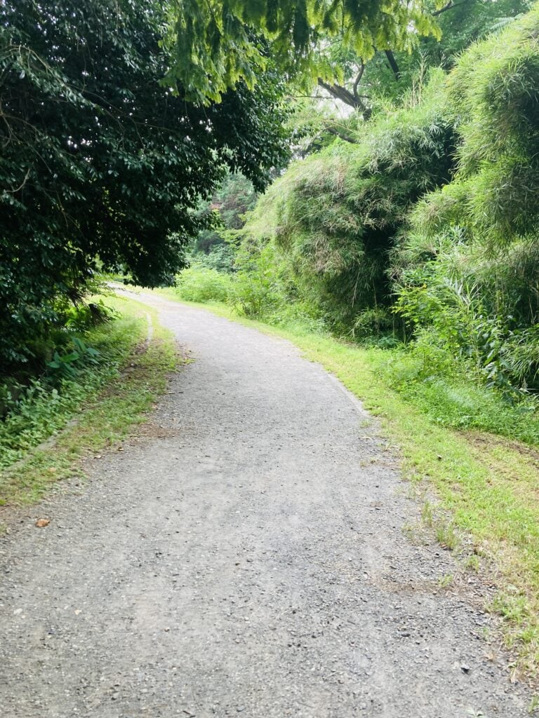 小石川植物園　平らな道