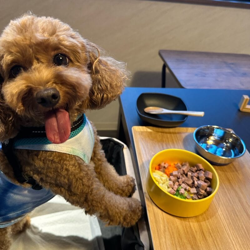 【50・60代ライフスタイル】ペットと泊まれる宿「狗賓高山」で愛犬の誕生日をお祝い！