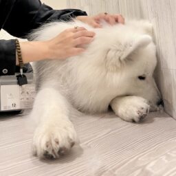 「サモエドカフェmoffu」のポテチ。いたずらしたことを店員さんにに怒られてしょんぼりモード。