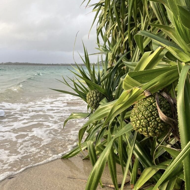 奄美大島