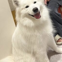 「サモエドカフェmoffu」の店長ポニー。