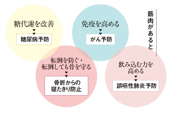 筋肉量と健康寿命は比例する