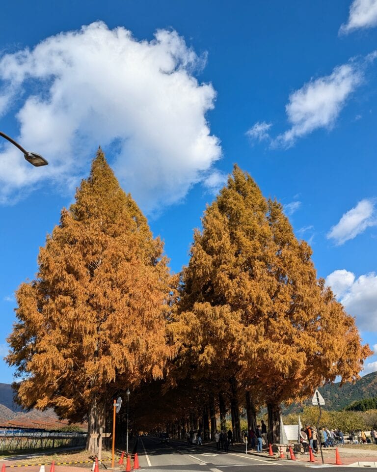 滋賀県高島市の名所メタセコイア並木