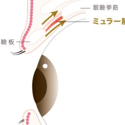 平滑筋（ミュラー筋）