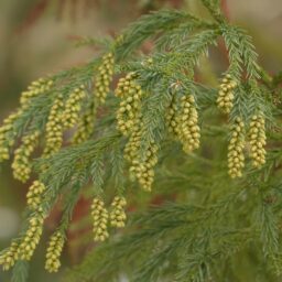 そもそも花粉症とは？