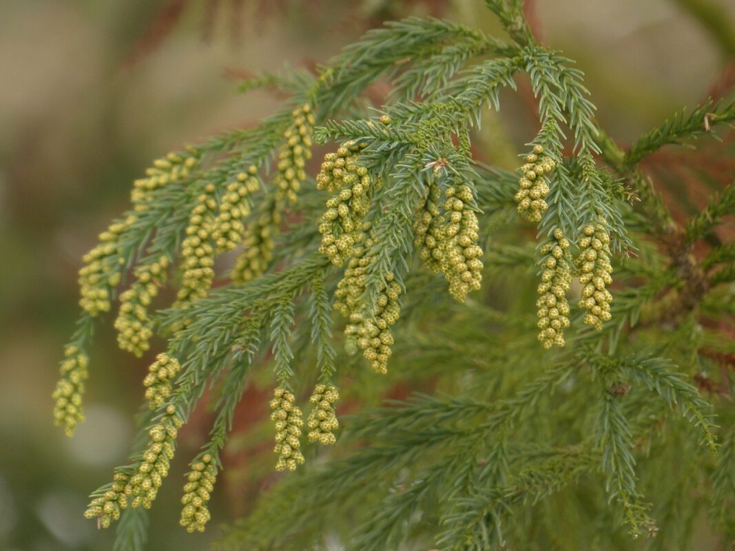 そもそも花粉症とは？