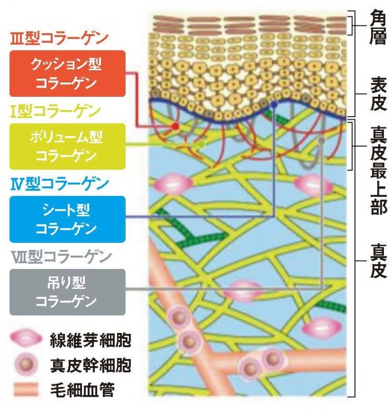 コラーゲン