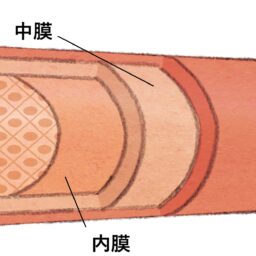 血管の断面図