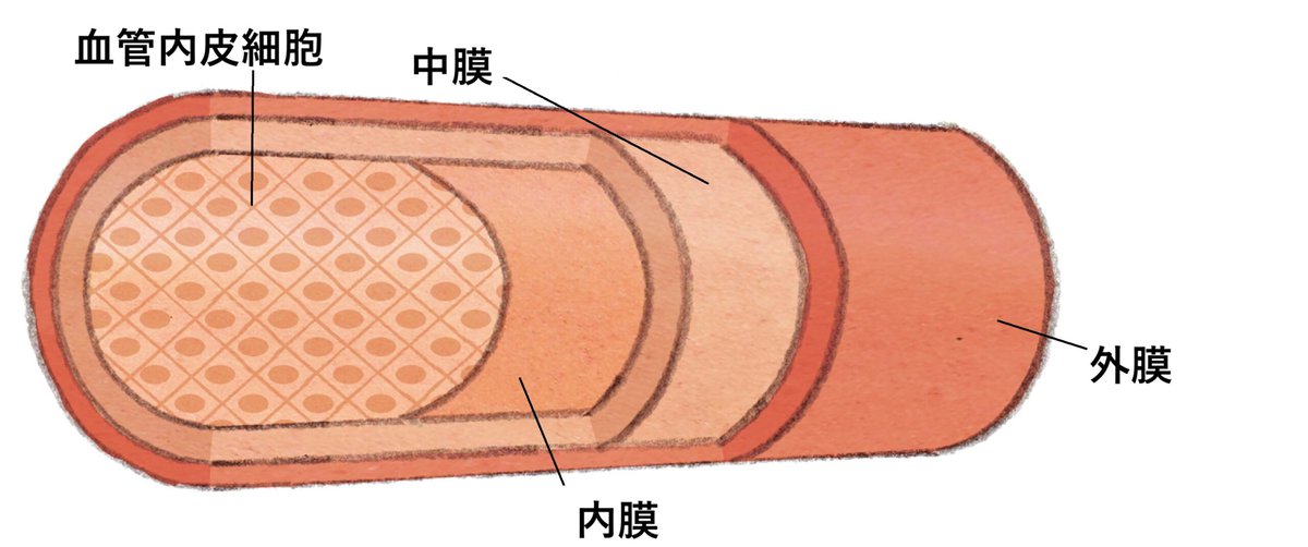 血管の断面図