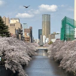 目黒川