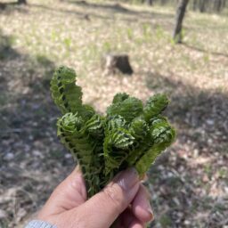 山菜