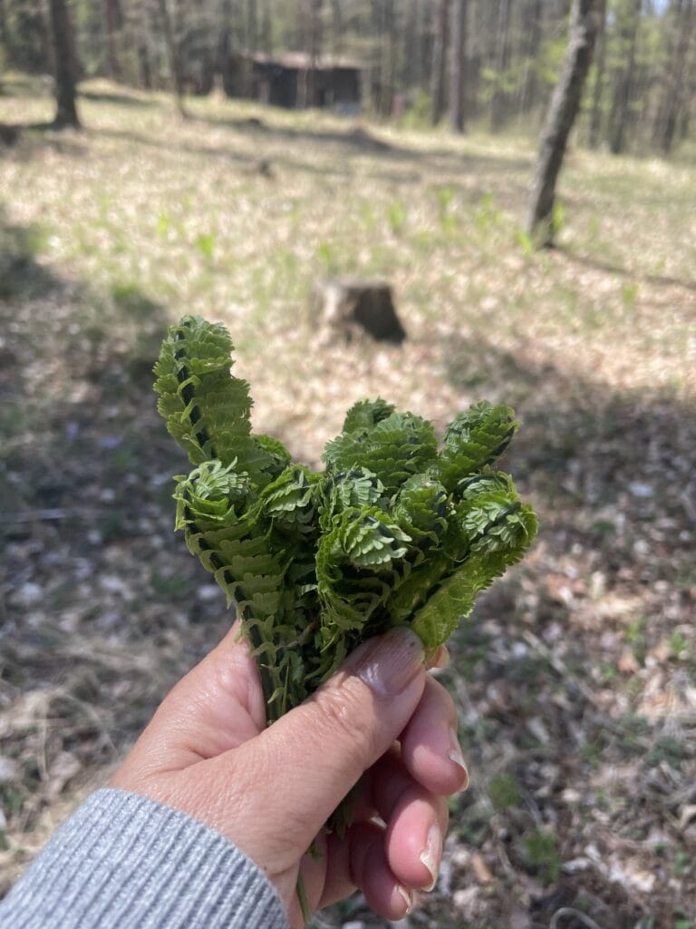 山菜