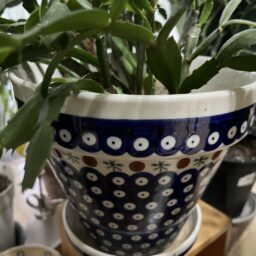 植木鉢に使用しているポーリッシュポタリー