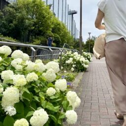 近所のあじさいがきれいに咲いている道