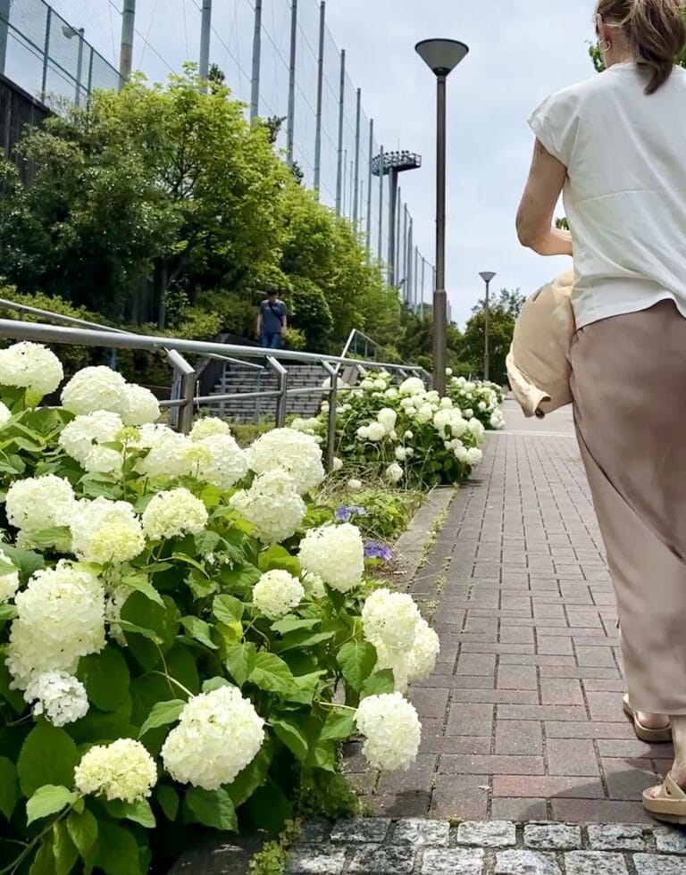 近所のあじさいがきれいに咲いている道