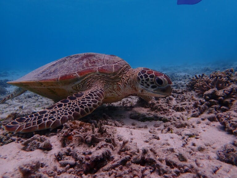 沖縄　座間味島　ウミガメ
