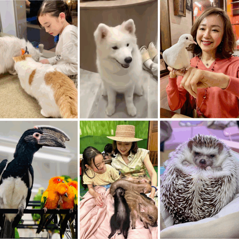 【60代お出かけ】動物カフェで癒しの時間！「ミニブタ」「ハリネズミ」「サモエド」「ネコ」「鳥」と可愛い姿を間近で見られるカフェ6選