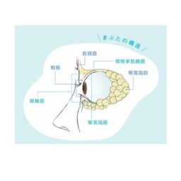 まぶたの構造