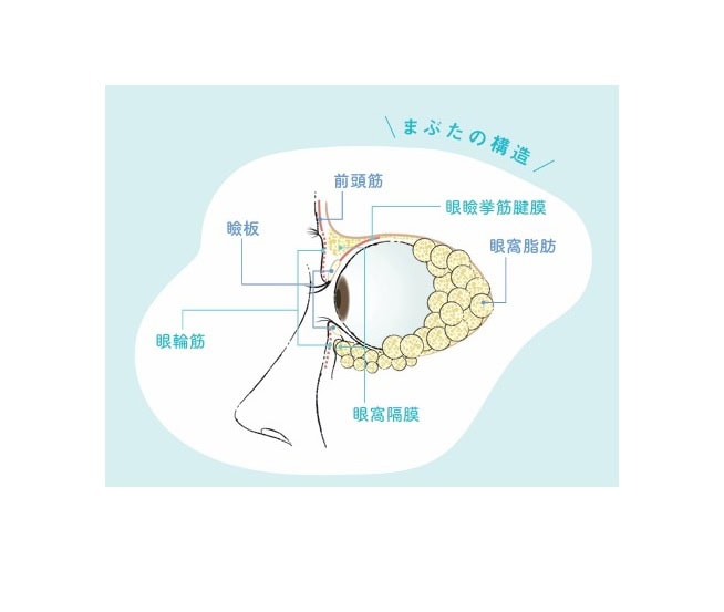 まぶたの構造