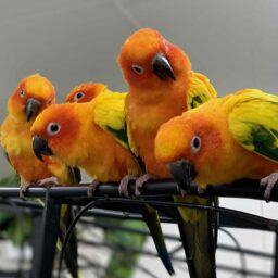 鳥のいるカフェ浅草