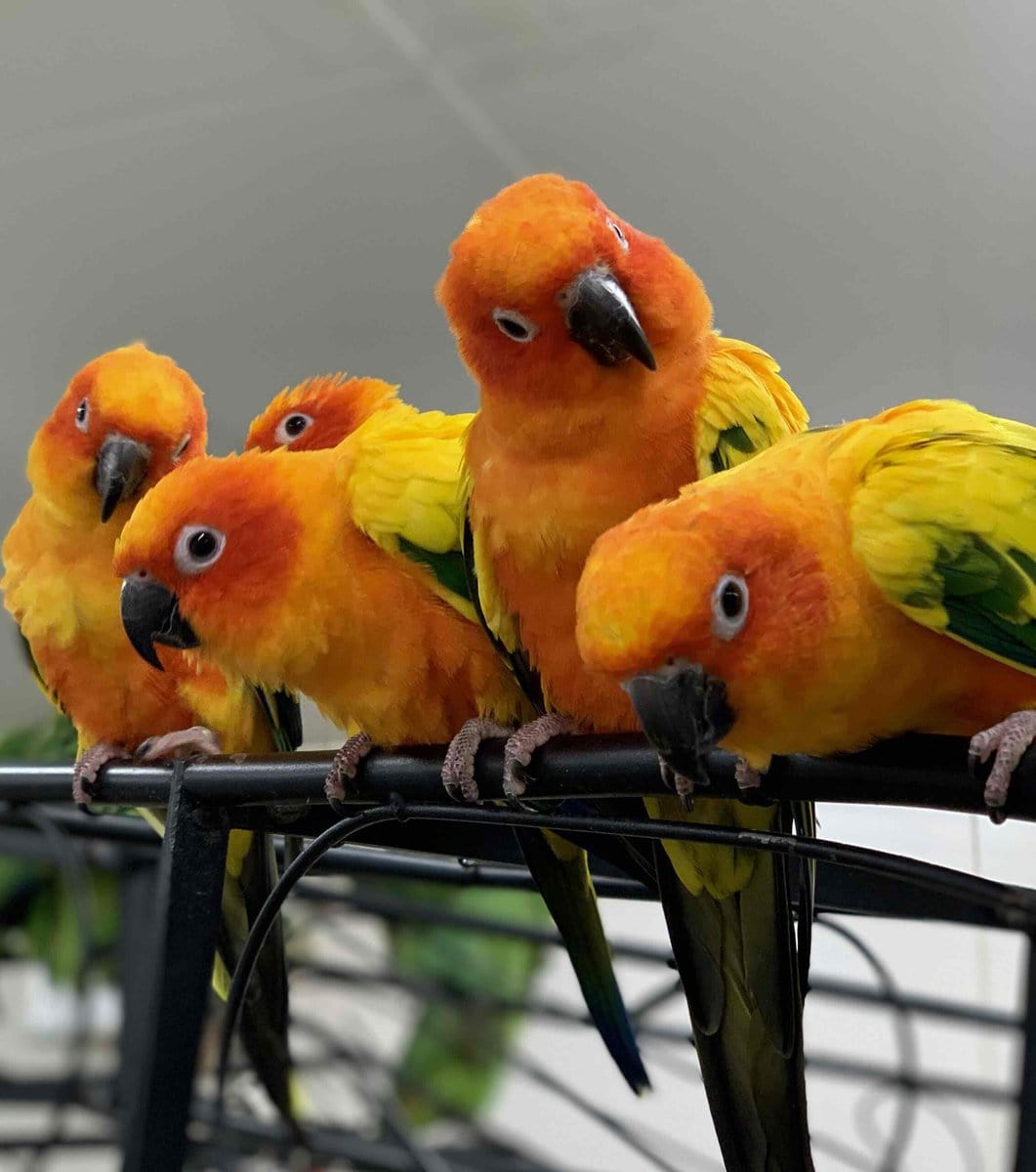 鳥のいるカフェ浅草