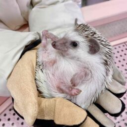 原宿のかわいいランドキュンキュン