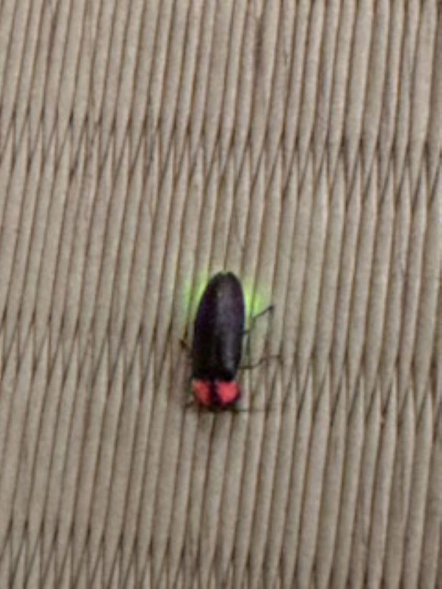 ほたる