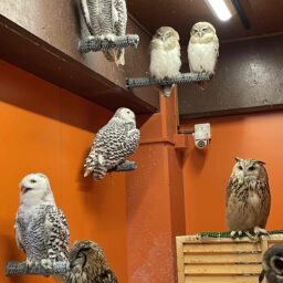 鳥のいるカフェ谷中本店