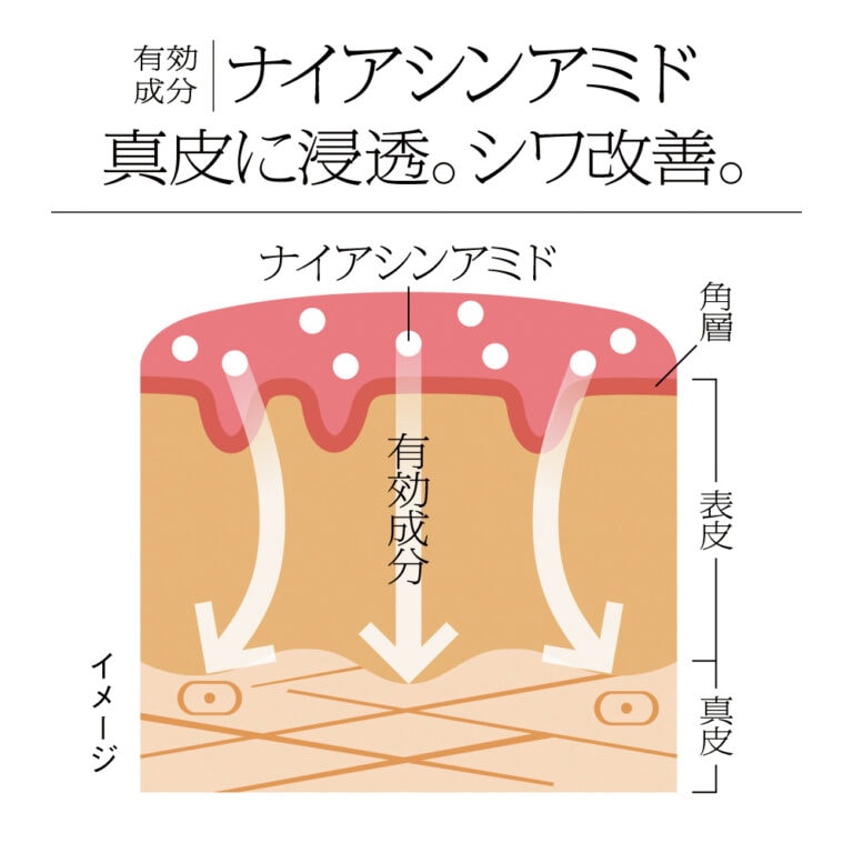 肌の構造