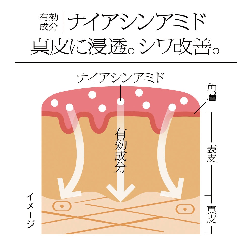 肌の構造