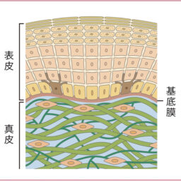 角層・表皮・真皮がわかると化粧品の目的が理解できる