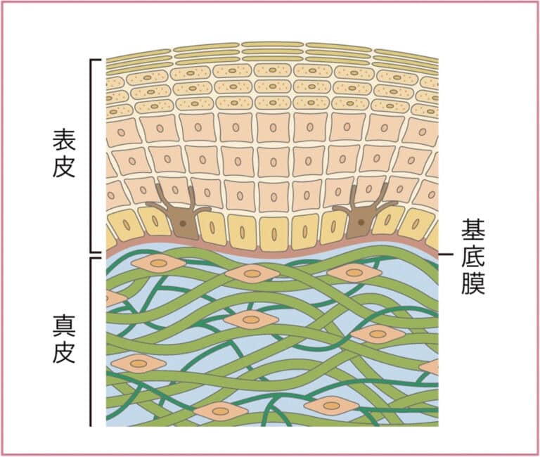 角層・表皮・真皮がわかると化粧品の目的が理解できる