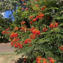 ハワイの鮮やかな色のお花