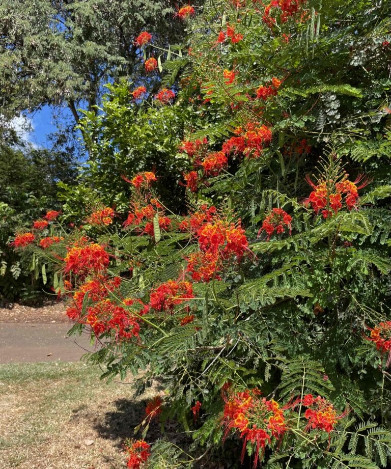 ハワイの鮮やかな色のお花