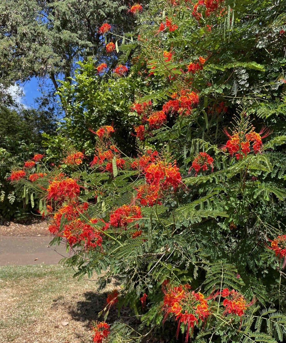 ハワイの鮮やかな色のお花
