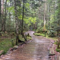 吉川千明さんの素敵ブログ。北八ヶ岳にあるもののけの森。