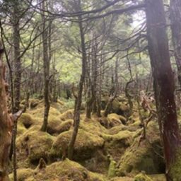吉川千明さんの素敵ブログ。北八ヶ岳にあるもののけの森。
