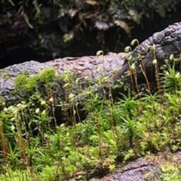 吉川千明さんの素敵ブログ。北八ヶ岳にあるもののけの森。