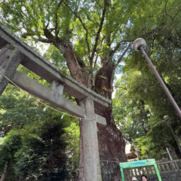五所神社の樹齢850年の楠木