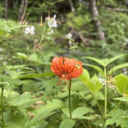 長野　上高地　高山植物